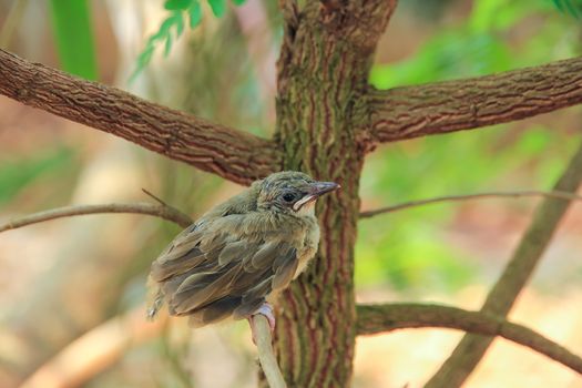 Close up on a bulbul chick on branches tree