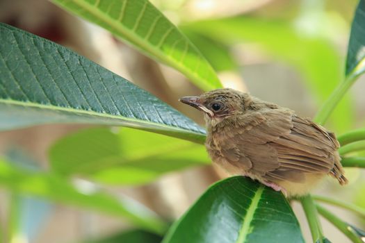 Close up on a bulbul chick on branches tree