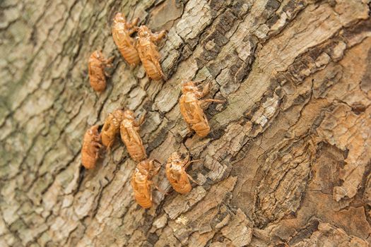 cicada molting changing its skin in the rainforest