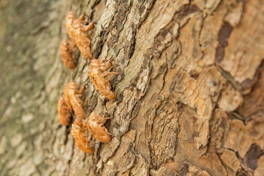 cicada molting changing its skin in the rainforest