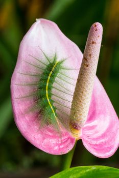 green worm on pink flower  in the nature or in the garden