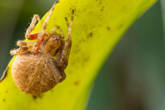 Brown spider in the wall green background macro