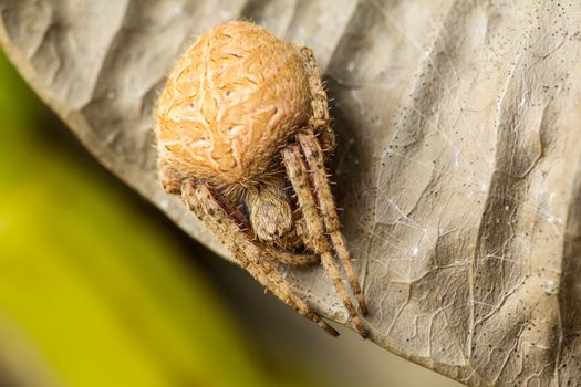Brown spider in the wall nature background macro