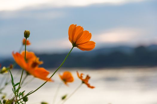 Summer field with beautiful flower over river background