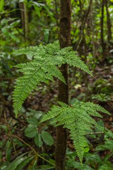 Fresh Green Fern Leaves. Nature Background