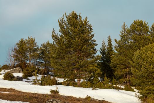 The arrival of spring in the northern forest. Sunny landscape against the blue sky 