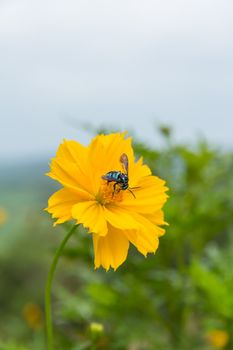 Summer field with bee on beautiful flower in garden
