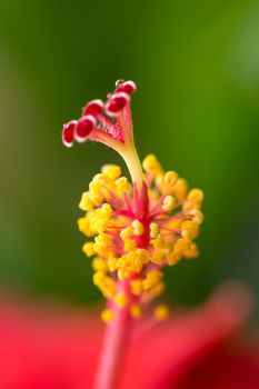 pistil and stamen of hibiscus close-up with a large depth of field