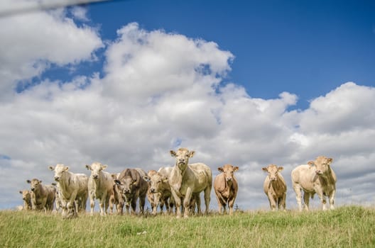 Farming Photo Of A Herd Of Cows On A Hill With A Blue Sky