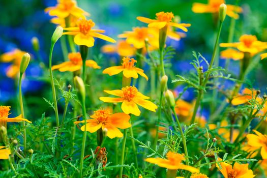 Tagetes is perennial, mostly herbaceous plants in the sunflower family (Asteraceae or Compositae).