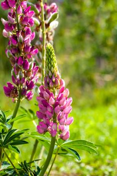 Rare pink Lupin flower (Lupinus)