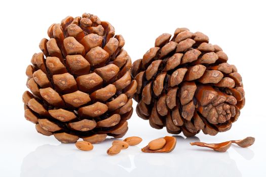 pine cone isolated on white
