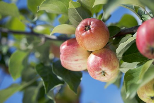 Apples growing in a tree. Very short depth of field.