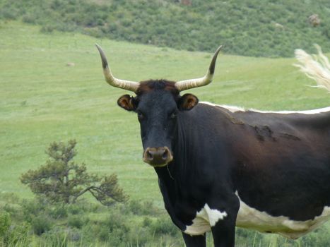 On a solo hike, right near the end of the trail, I had to cross through a herd of cattle. Most the herd was relaxing and didn't care one bit about my presence. This bull, however, was less impressed with my presence. I had to walk with 8 meters of him, and he never took his eyes off of me!