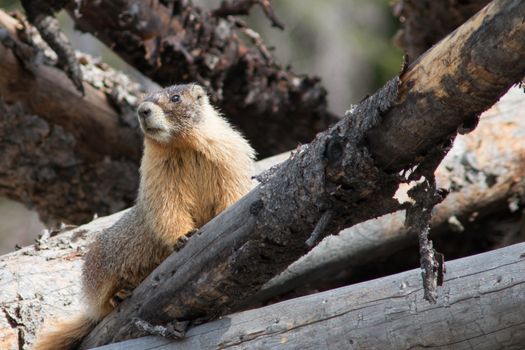 Marmots are curious creatures that live up in the mountains.  This little fellow was climbing around a huge pile of timber when I came across him.  He looked at me, and then scampered into the wood pile, only to emerge a few moments later near the top of the pile.  We chatted for a bit while he posed for a few pictures.  He insisted that he wasn’t a professional model, but the way he worked the set, I’m just not sure.