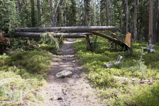 These two trees fell together to block a hiking trail in the forest.