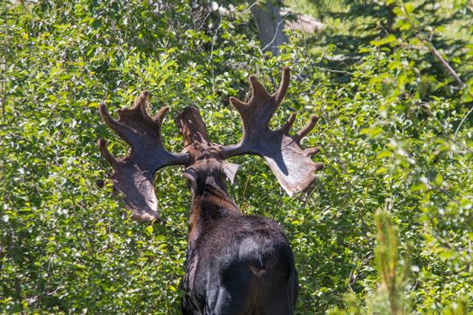 This Bull Moose in Rocky Mountain National Park has a seriously big rack.  Female moose partially choose their mates based on the size of his antlers. The males also use their antlers to fight rivals, although they will often display their rack to try to discourage competition.   
I came across this moose while hiking through the Wild Basin Area.  I was able to spend about an hour and a half with him, taking photographs and watching him eat. More pictures and the story of my encounter with him are available at SheaOliver.com.