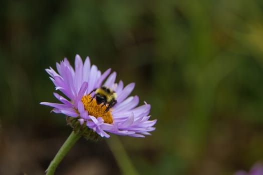 On a hike to Chicago Lakes in the Mount Evans Wilderness, I saw this bee flitting from flower to flower.  He became very relaxed, but focused, as he lighted on this Colorado Tansy Aster Flower. It was very nice of him to let me take a number of pictures as he worked.