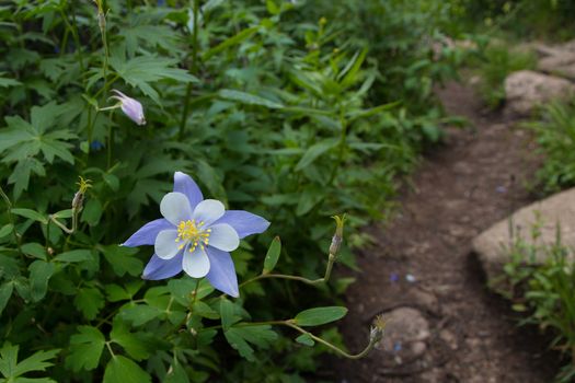 As you near Chicago Lakes in the Mount Evans Wilderness, the foliage becomes extremely green and lush.  This columbine had managed to grow higher than the surrounding plants, and was flourishing next to the trail.