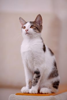 Kitten on a sofa. Not purebred kitten. Small predator. Small cat.