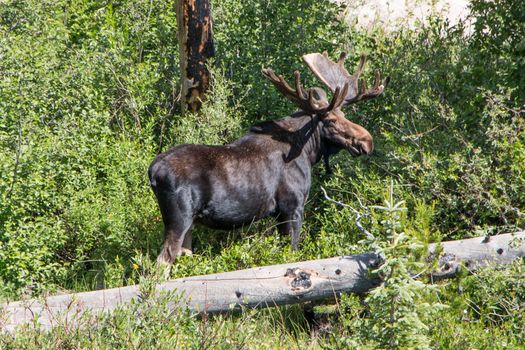 While hiking in the Wild Basin Area of Rocky Mountain National Park, I came across this huge Bull Moose.  He allowed me to hang out with him for an hour and a half, taking photographs and watching him eat.  When I took this photo, he had realized that something was nearby.  Within a second, he looked directly at me and let out a massive snort to warn me that he knew that I was there. More pictures and the story of my encounter with him are available at SheaOliver.com.