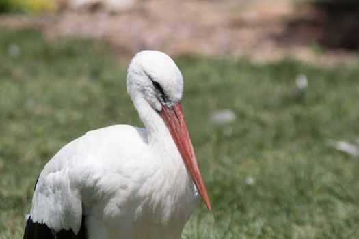 A beautiful white stock resting its long orange beak on its breast.