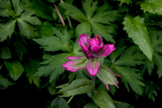 Most of the Indian Paintbrush that you see in the Colorado Rockies tends to be more reddish or orange-ish.  This one, growing near the Chicago Lakes in the Mount Evans Wilderness, was a beautiful magenta.