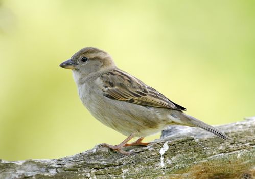 One female sparrow standing on a branch