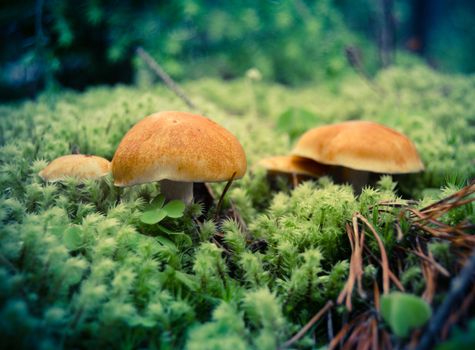 A Forest Scene Of Mushrooms And Moss