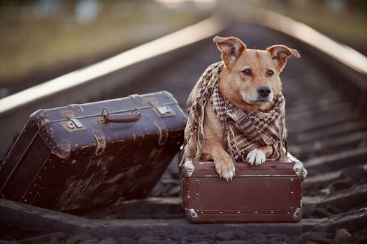 Dog on rails with suitcases. The dog looks for the house. The dog waits for the owner. The lost dog. Mongrel on the road. Dog on rails. Dog with suitcases. Not purebred dog on the road. Traveler. Vagrant dog. Tramp.