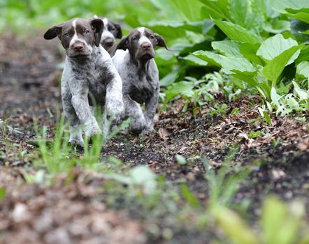 german shorthaired pointer litter running in the forest - 8 weeks old