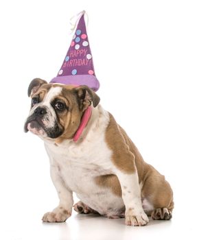 birthday dog - english bulldog wearing birthday headband on white background
