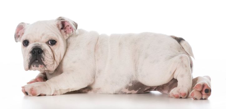 english bulldog puppy laying down on white background