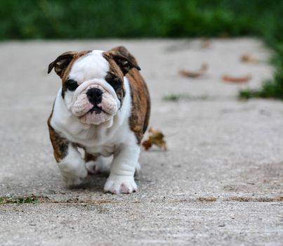 english bulldog puppy walking outdoor on the cement