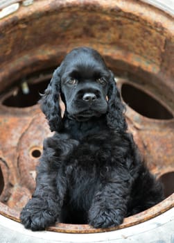 american cocker spaniel puppy sitting inside a rusted car tire