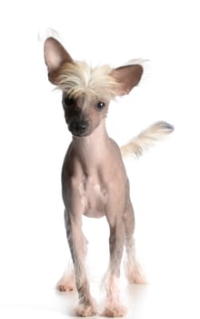 chinese crested puppy looking at viewer on white background