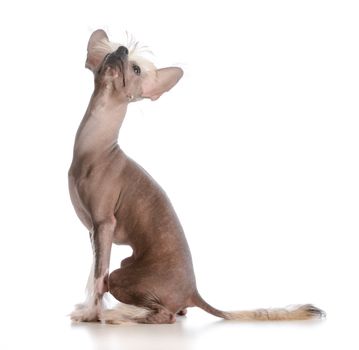 chinese crested puppy looking up on white background