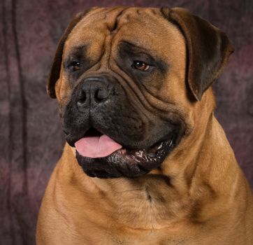 bullmastiff male portrait on purple background