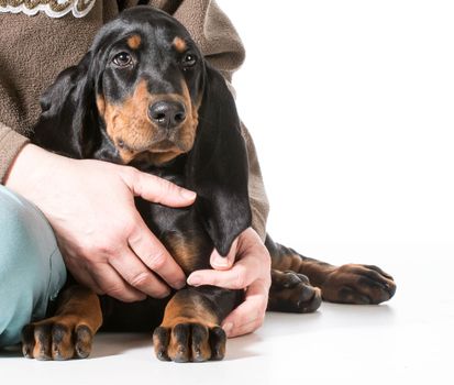 hands holding on to black and tan coonhound on white background