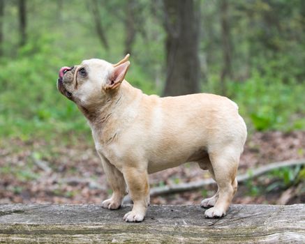 french bulldog standing on a log outside in the woods