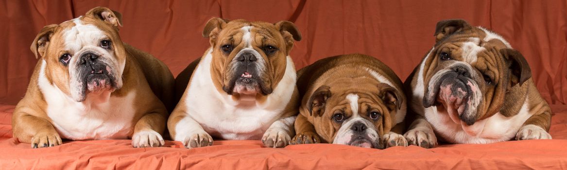 four english bulldogs lined up in a row