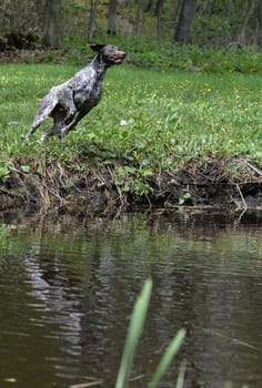 german shorthaired pointer jumping into the river