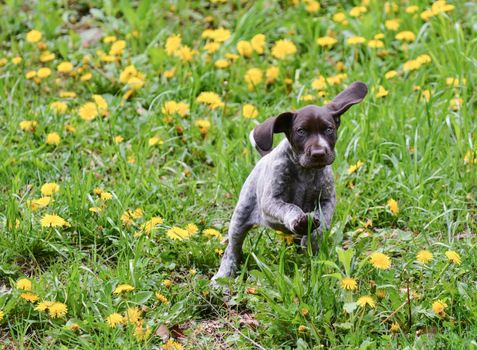 puppy running in the dandelions - german shorthaired pointer puppy