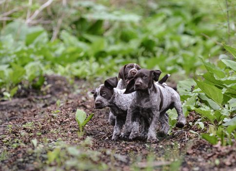 litter of german shorthaired pointer puppies playing outside in the woods