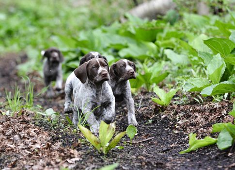 german shorthaired pointer litter running in the forest - 8 weeks old