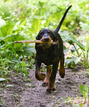 black and tan coonhound walking on a pathway
