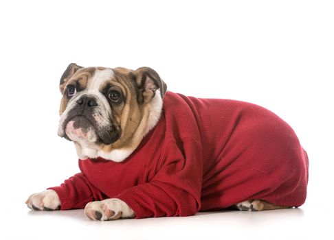 english bulldog puppy laying down looking up on white background