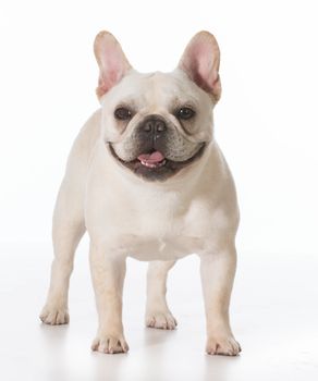 french bulldog puppy standing looking at viewer on white background