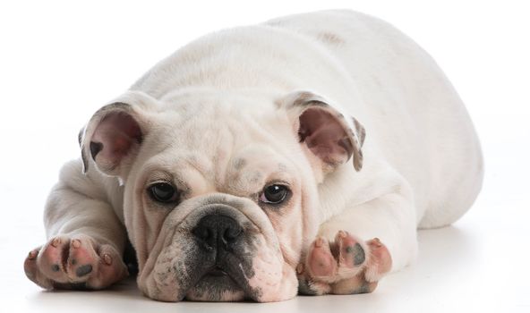 english bulldog puppy laying down looking at viewer on white background