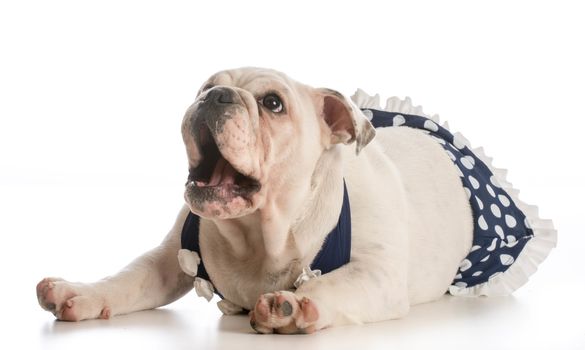 english bulldog puppy wearing bathing suit isolated on white